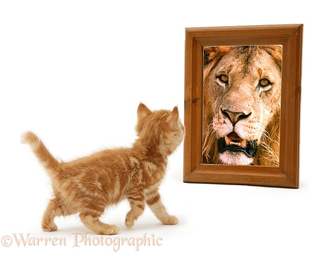 Ginger kitten looking in mirror and seeing a lion, white background