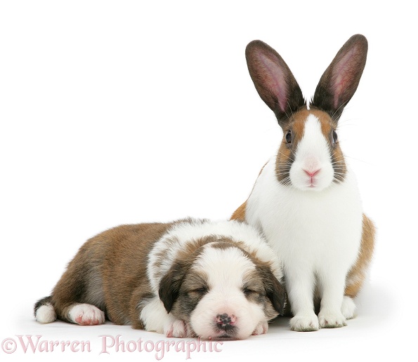 Sleeping Sable-and-white Border Collie pup with matching fawn Dutch rabbit, white background