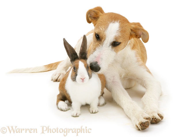 Lurcher Kipling with fawn Dutch rabbit, white background