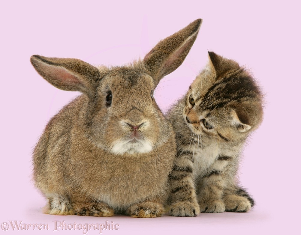British Shorthair brown tabby female kitten with young agouti 'windmill ears' rabbit, white background