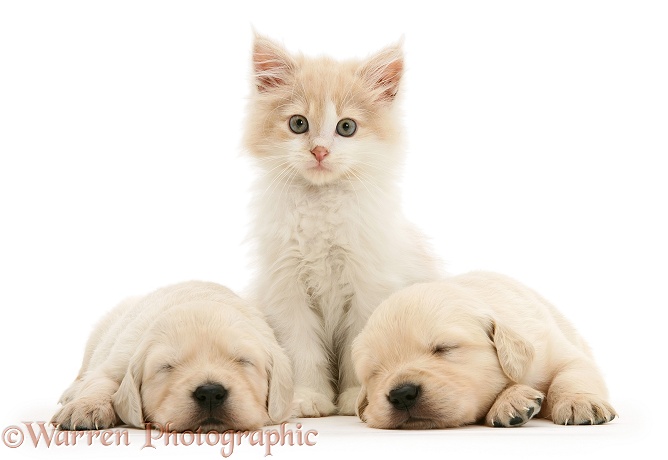 Lilac kitten between sleeping Golden Retriever pups, white background