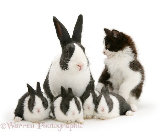Black-and-white kitten, Felix, with blue Dutch rabbit and four babies, 3 weeks old, white background