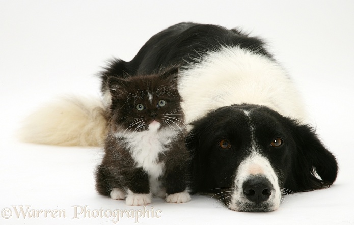 Black-and-white Border Collie bitch, Phoebe, lying chin on floor with black-and-white kitten, white background