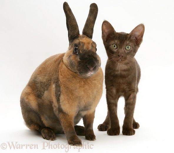 Brown Burmese-cross kitten with Rex rabbit, white background