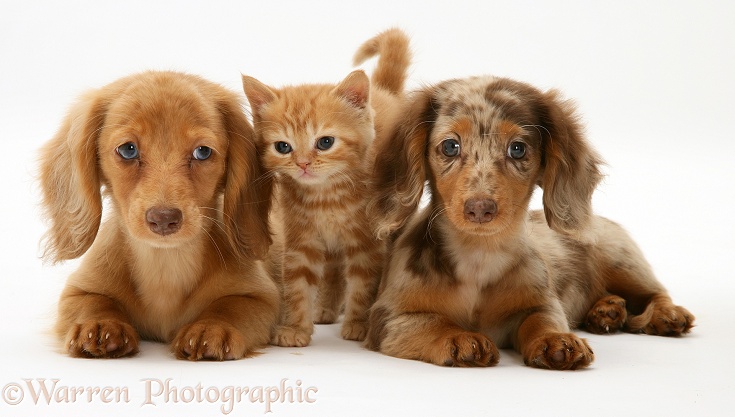 Cream Dapple and Chocolate Dapple Miniature Long-haired Dachshund pups with British Shorthair red tabby kitten, white background