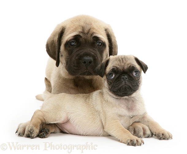 Fawn Pug pup with fawn English Mastiff pup, white background