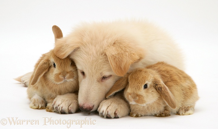 White German Shepherd Dog pup and Sandy Lop baby rabbits, white background