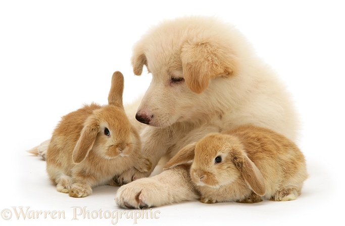 White German Shepherd Dog pup and Sandy Lop baby rabbits, white background