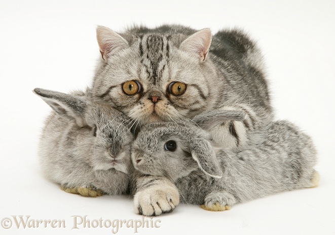 Silver Exotic cat and two silver baby rabbits, white background