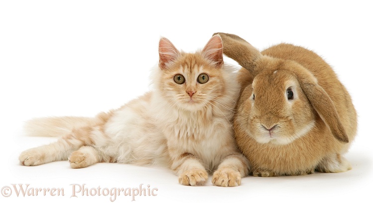 Red silver Turkish Angora cat and sandy Lop Rabbit snuggled together, white background