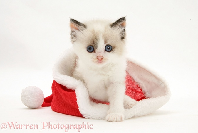 Kitten in a Santa hat, white background