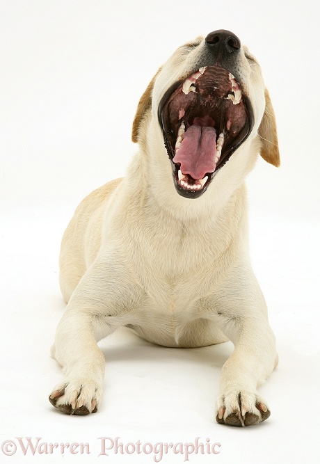Yellow Labrador bitch Lucy yawning, white background