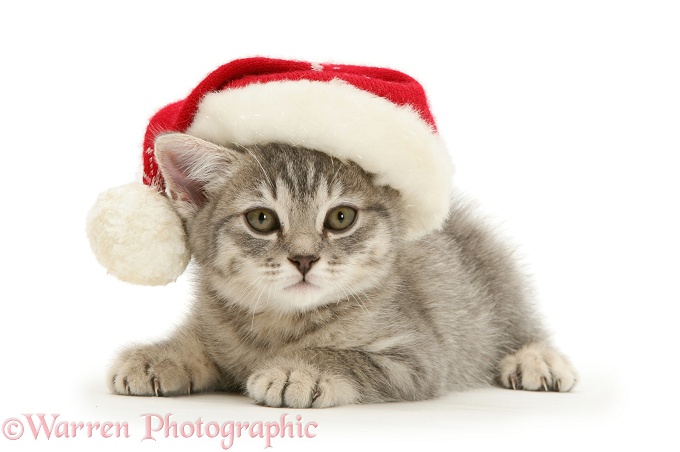 Grey Spice kitten wearing a Father Christmas hat, white background
