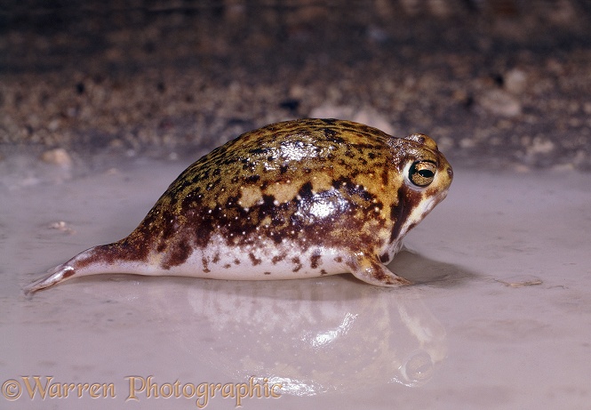 Natal Pyxie Frog (Pyxicephalus natalensis) in rain puddle at night.  Southern Africa