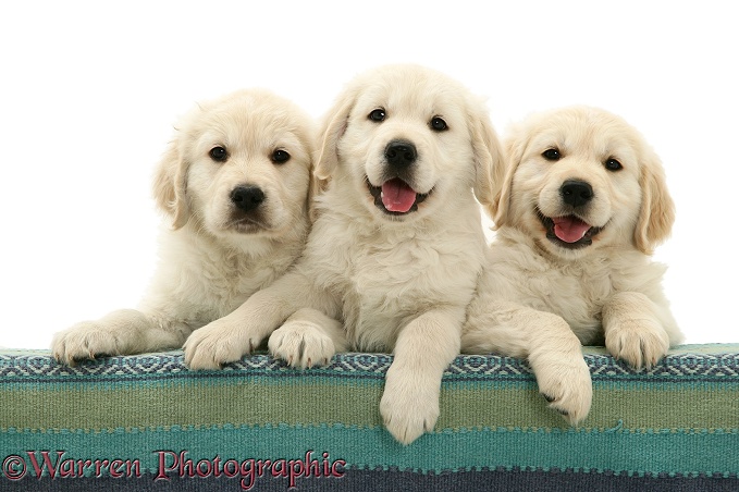 Golden Retriever pups with paws over, white background