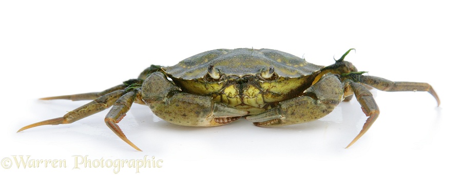 Shore Crab (Carcinus maenas), white background