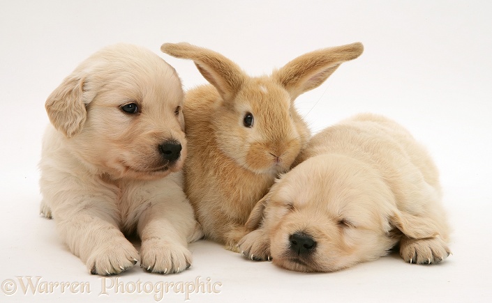 Baby sandy Lop rabbit with sleepy Golden Retriever pups, white background