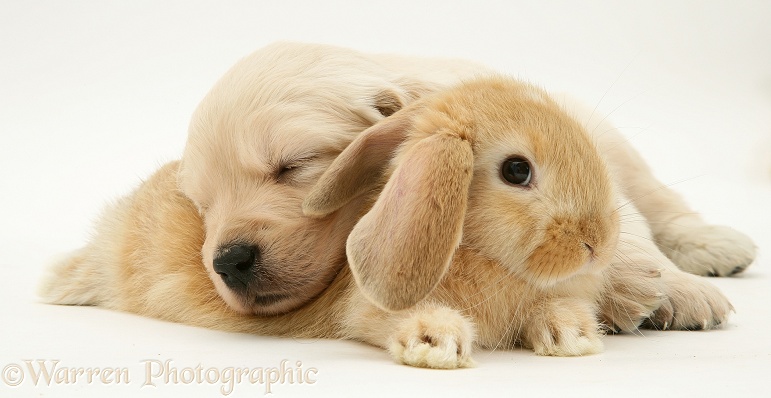 Baby sandy Lop rabbit with Golden Retriever pup, white background