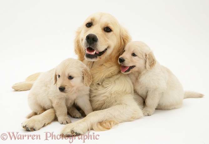 Golden Retriever bitch, Lola, and pups, white background