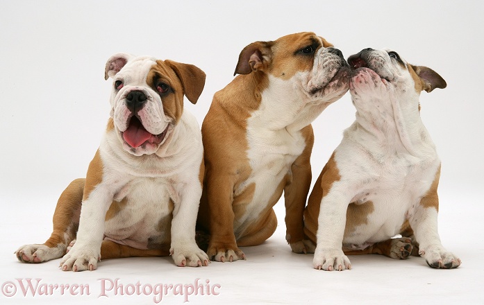 Three Bulldog pups, white background