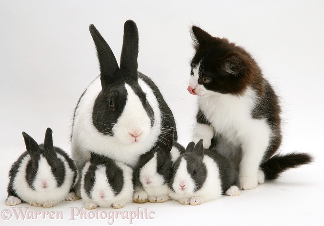 Black-and-white kitten with blue Dutch rabbit and four babies, 3 weeks old, white background