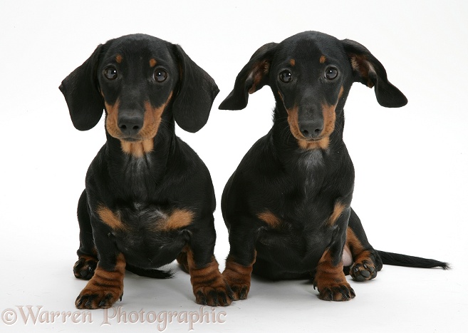 Two miniature Dachshunds, sitting, white background