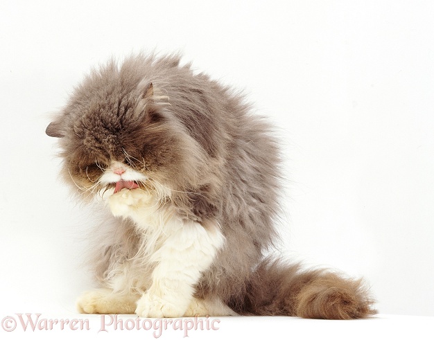 Blue bicolour Persian cat Cobweb can wash his paws and face, but needs help grooming the rest of his coat, white background