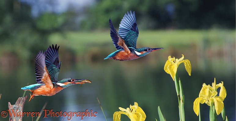 European Kingfishers (Alcedo atthis).  Europe