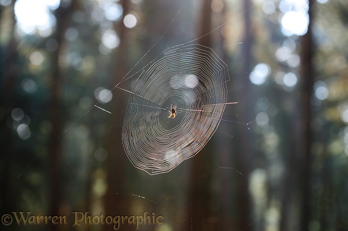 Garden Spider (Araneus diadematus) web catching sunlight