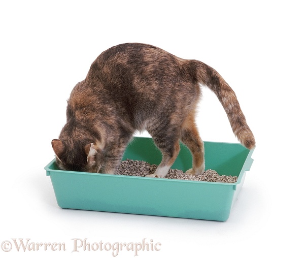 Blue tortoiseshell cat, Harebell, using her litter tray, white background