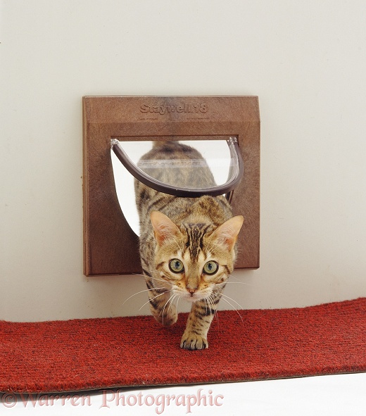 Brown Spotted Bengal catten coming through the cat flap, white background