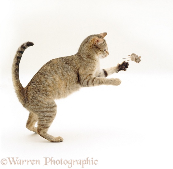 Mother cat playing with a mouse she has brought to her kittens, game is too exuberant for them yet, white background