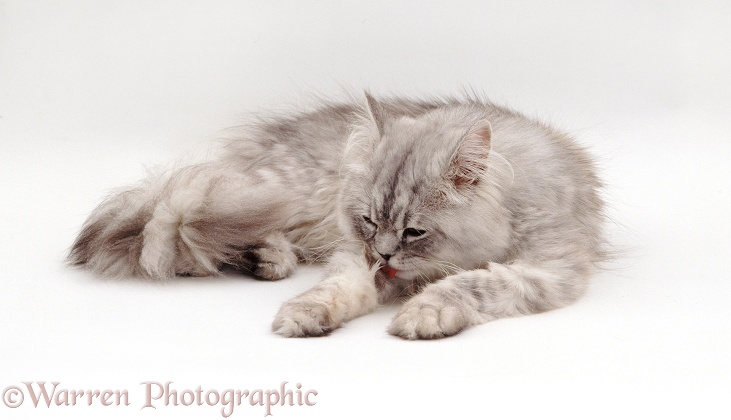 Chinchilla Persian Longhaired cat, Cosmos, lying licking his leg, white background
