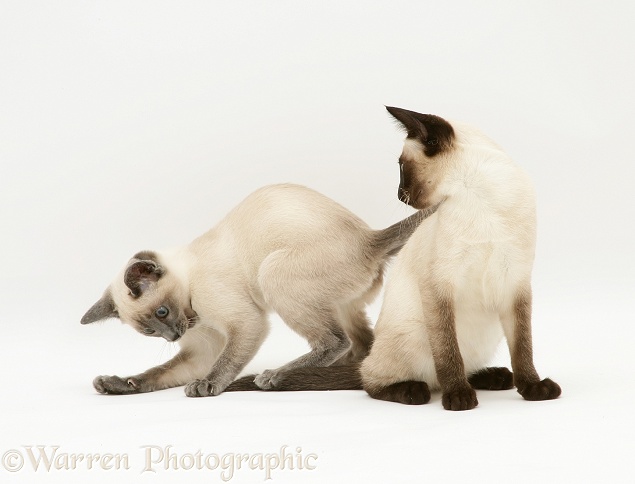 Playful seal- and blue-point Siamese kitten sisters, white background