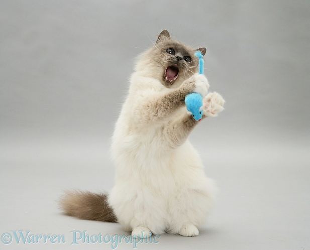 Blue-point Birman cat Freya playing with toy mouse