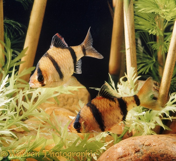 Tiger Barbs (Barbus tetrazoa).  Borneo and Sumatra