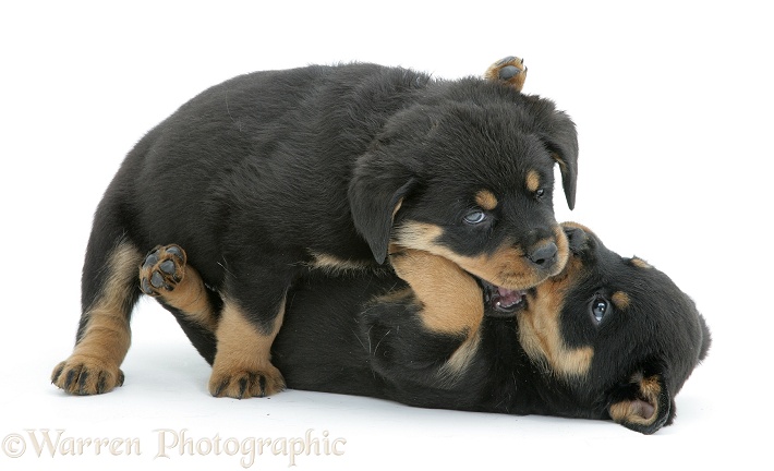 Two Rottweiler pups play-fighting, white background