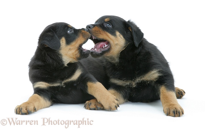 Two Rottweiler pups muzzle-fencing, white background