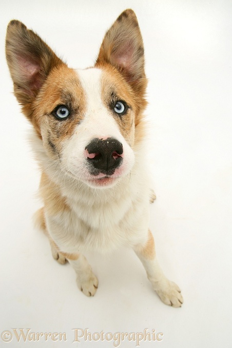 Red merle Border Collie, Zeb, with ears pricked, white background