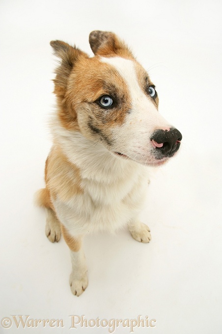Red merle Border Collie, Zeb, with ears back, white background