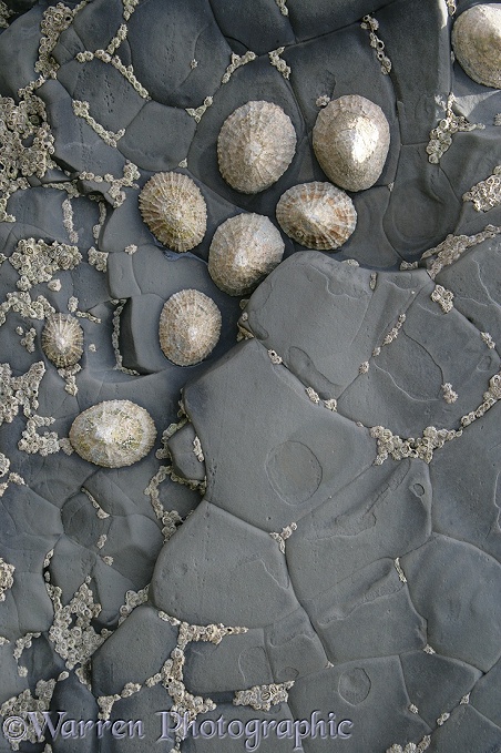 Limpets and barnacles on crazed rock