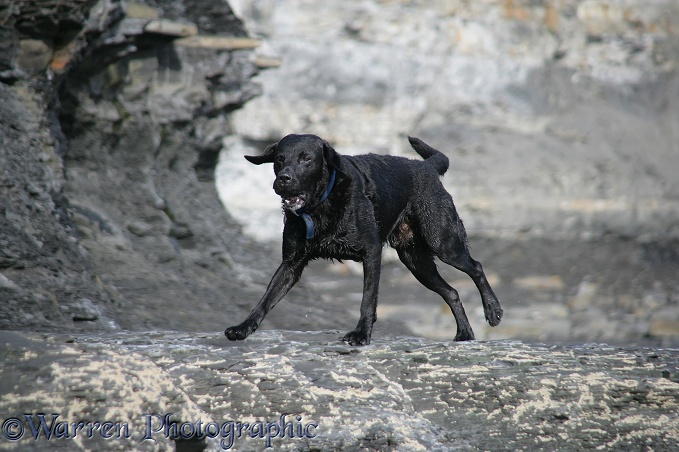 Black Labrador running on a shale beach