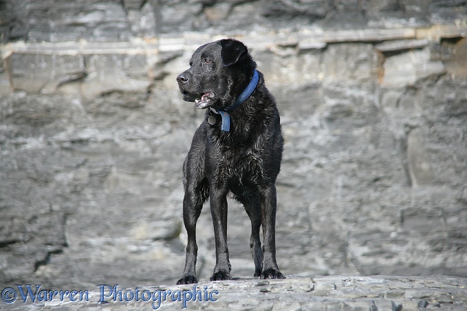 Black Labrador on a shale beach