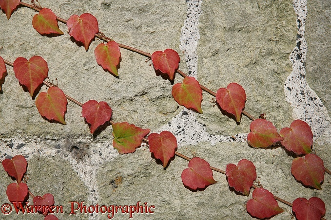Autumnal Boston Ivy (Parthenocissus tricuspidata) on a wall