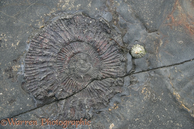 Ammonite fossil in shale.  Kimmeridge, Dorset
