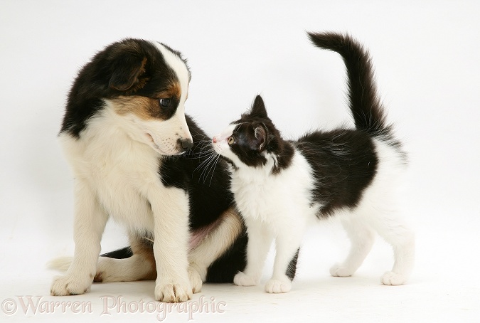 Tricolour Border Collie pup Barker with a black-and-white kitten, white background
