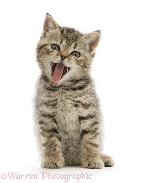 British Shorthair brown tabby female kitten, yawning, white background