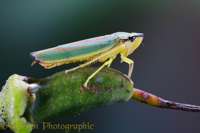 Rhododendron Leaf-hopper (Graphocepala coccinea) on Rhododendron seed pod.  Europe, North America
