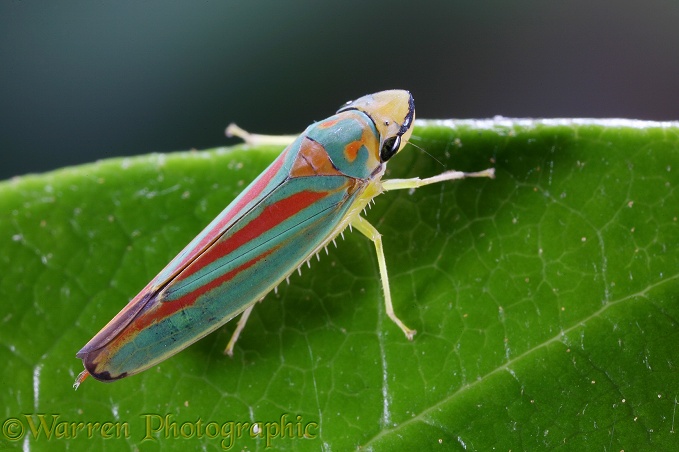 Rhododendron Leaf-hopper (Graphocepala coccinea) on Rhododendron leaf.  Europe, North America