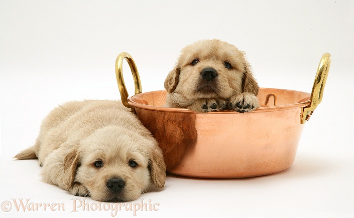 Golden Retriever pup in a copper pan, white background